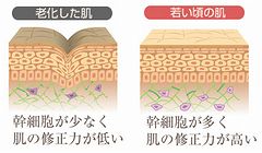 幹細胞が存在する肌の説明図