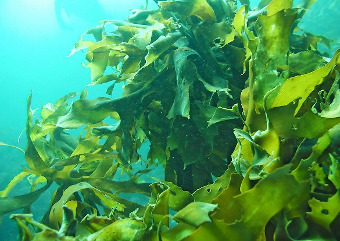 アルゲエキスが抽出できる藻類、海藻のイメージ