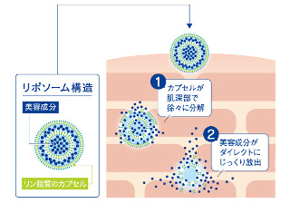 ホメオバウのリポソーム構造の説明図