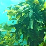 海藻由来エキスが抽出できる海藻